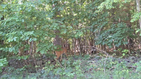 Beautiful female deer(doe), going through the woods