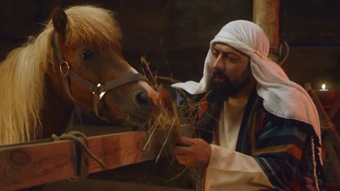 Zoom in view of Saint Joseph feeding horse with hay in stable after birth of son of God in Bethlehem