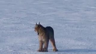 Wild Lynx