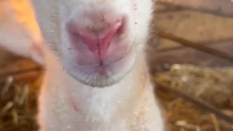 Newborn Lamb is Ready to Party