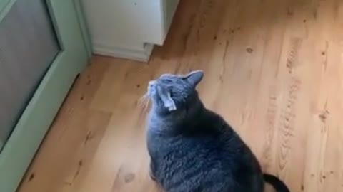 Fat cat cannot jump on window