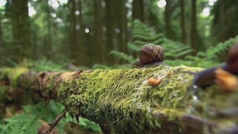 The snail climbed and climbed