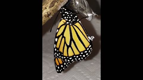 Monarch Butterfly Emerging From It's Chrysalis