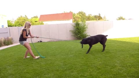 Kangal vs Cane Corso