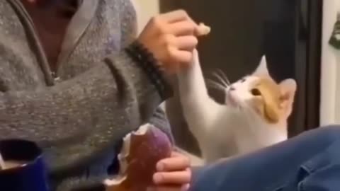 Cute Cat Eating