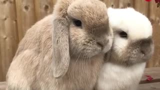 Adorable Two Rabbits Couples Standing Quietly On My Chair Spot