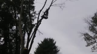 Tree top lowered with rope