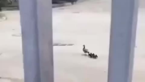 mom the ducks