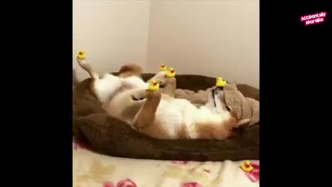 Cute animals sleeping