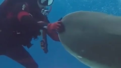 big shark caught on camera #shorts #ocean #shark #whale #orca #bigfish #megalodon #foryou #sea