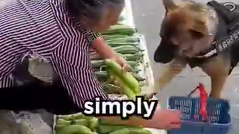 Dog goes shopping for it's owner! #fyp #foryou #viral #shorts