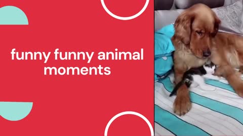funny funny animal moments