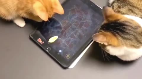 Cute Two Cat Playing Game with Tab [ Only Cute]