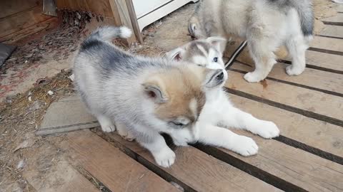 The cute husky puppies
