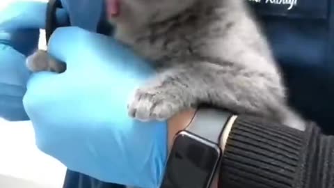 Watch These Disgruntled Cats Get the Most Unusual Beauty Treatment!