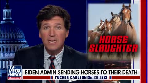 Biden Administration following plan for complete Extermination of Wild Mustangs Out West