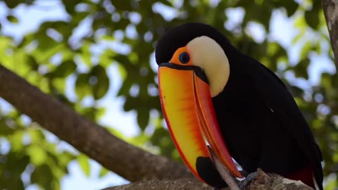 "Mesmerizing Toucan Bird Singing: Nature's Melodic Marvel"