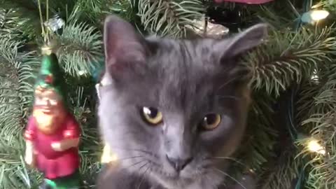 Cat's first Christmas is so exciting