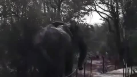 An elephant tries to pass by a pedestrian road