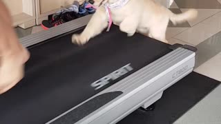 Dog on treadmill with girl purple white bandana