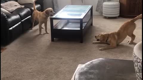 Golden retriever puppies chasing each other