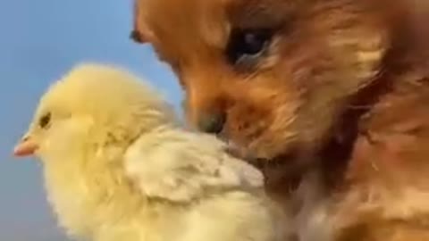 Dog puppy & chicken 🐥 baby fun