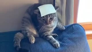 Cat's Brain Shuts Down When Owner Tosses Cheese At It