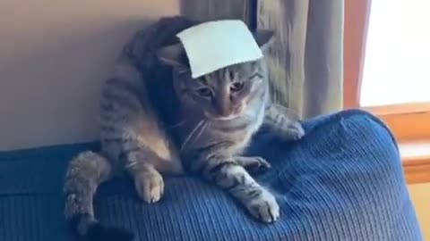 Cat's Brain Shuts Down When Owner Tosses Cheese At It
