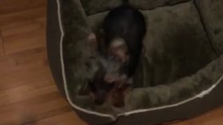 Brown yorkie growling at owner and following him