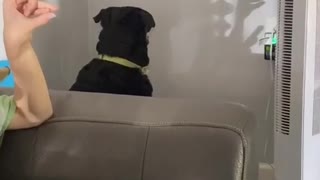 Pooch Mesmerized by Shadow Puppet