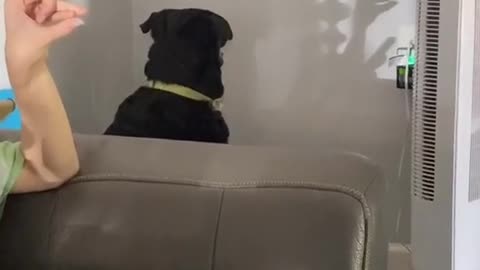 Pooch Mesmerized by Shadow Puppet