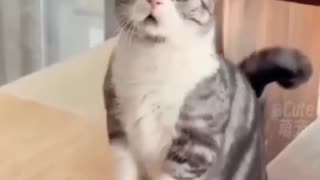 Cat video