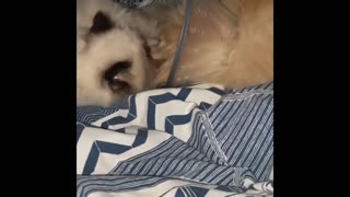 kitten comforting a sick pomeranian