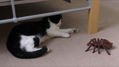 The Cat Catches The Spider