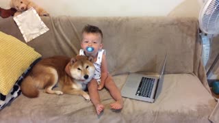 Tender Moment Shared Between Shiba Inu And Toddler