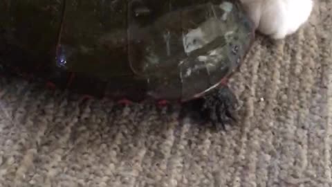 Saved a turtle from a stray dog part 1