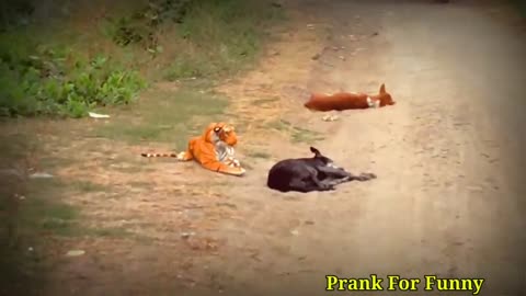 FAKE TIGER PRANK WITH DOG _VERY FUNNY_DOG PRANK