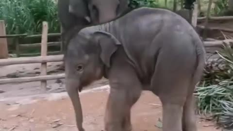 Notorious Baby Elephant