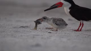 A Fledgling Being Feed