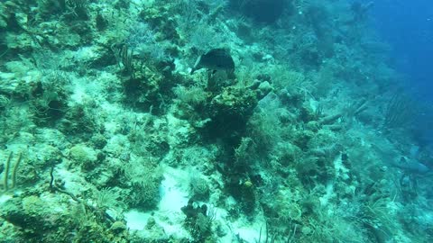 Scuba Diving Placencia Belize 2022