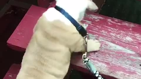 English Bulldog Puppy Struggling to climb the stairs