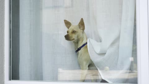 cute puppy waiting at the window