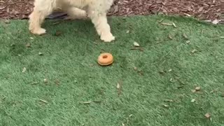 Golden dog has yellow donut toy stuck on his face