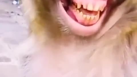 Laughing monkey 🤣