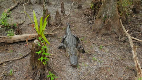 Large Fresh Water Alligator In A Florida Slough Marsh Walking And Laying Down On Ground