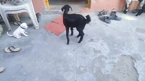 Dog vs Goat funy