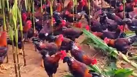 Hidroponik-Amazing Chickens