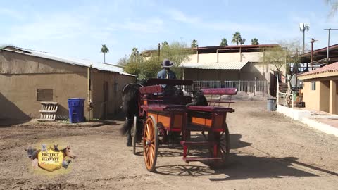 Art of the Cowgirl - Paradise Draft Horses