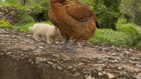 The dog looks for the chicken mother to keep warm