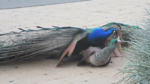 Peacock mating video 💕💕💕